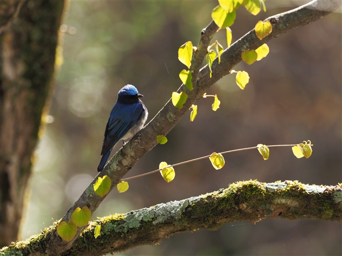 II,Blue-and-white Flycatcher