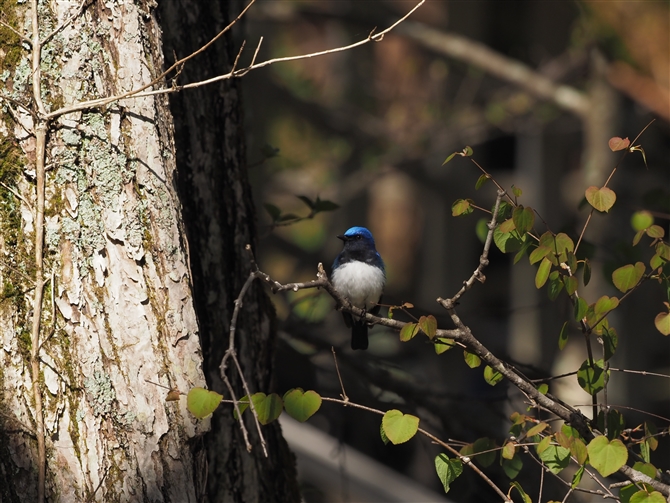 II,Blue-and-White Flycatcher