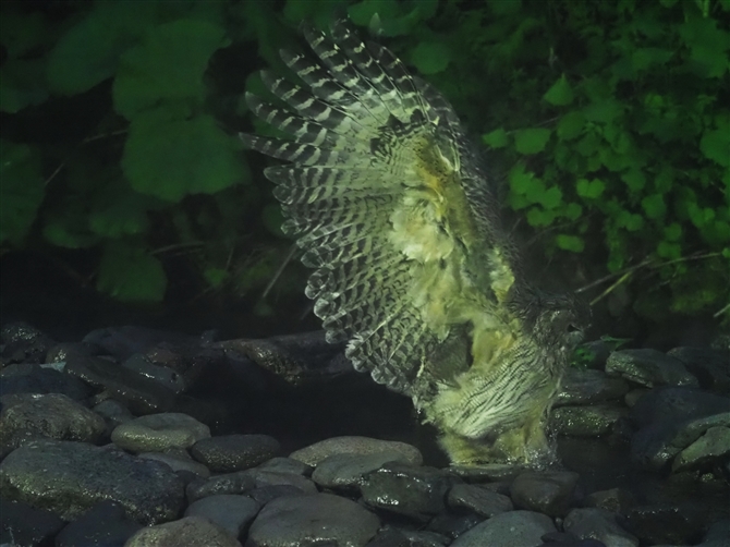 V}tNE,Blakiston's Fish Owl