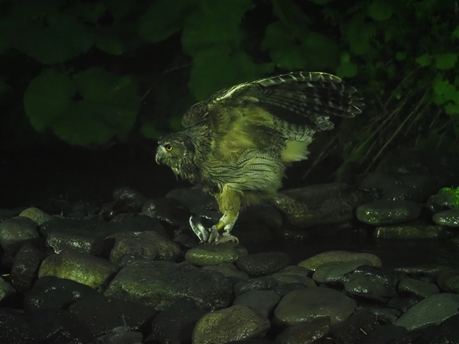 V}tNE,Blakiston's Fish Owl