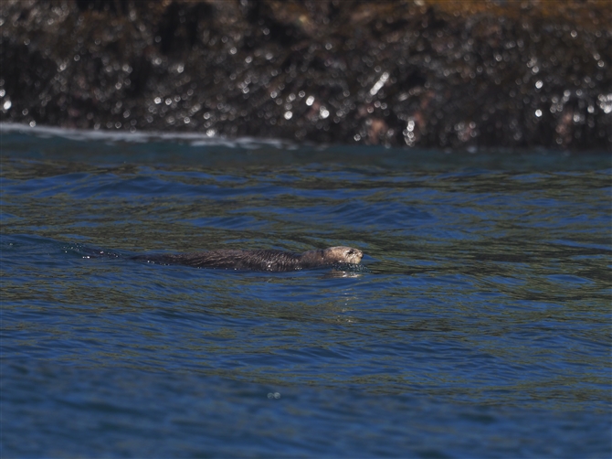 bR,sea otter