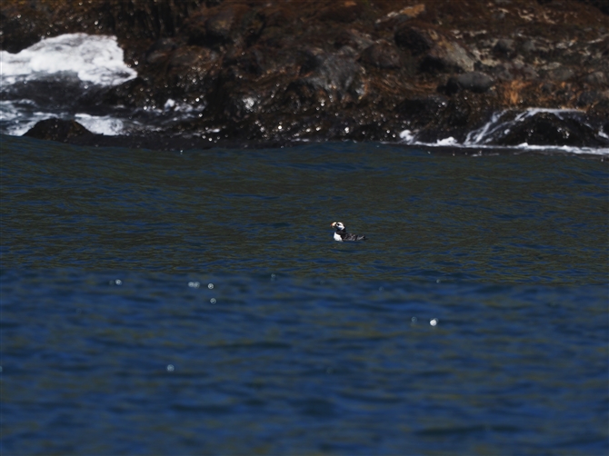 cmh,Tufted Puffin
