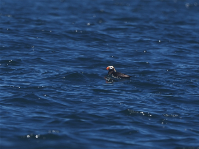 GgsJ,Tufted Puffin