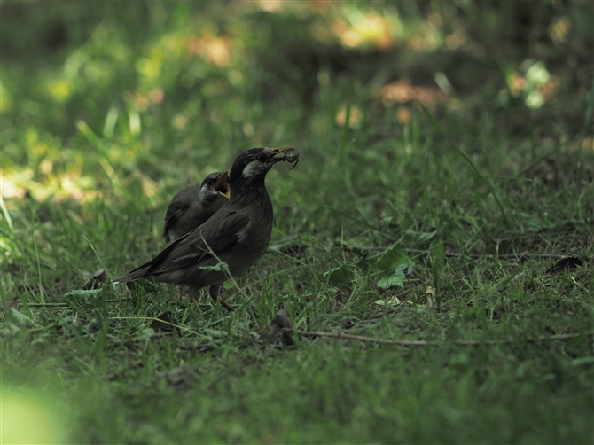 Nh,White-cheeked Starling