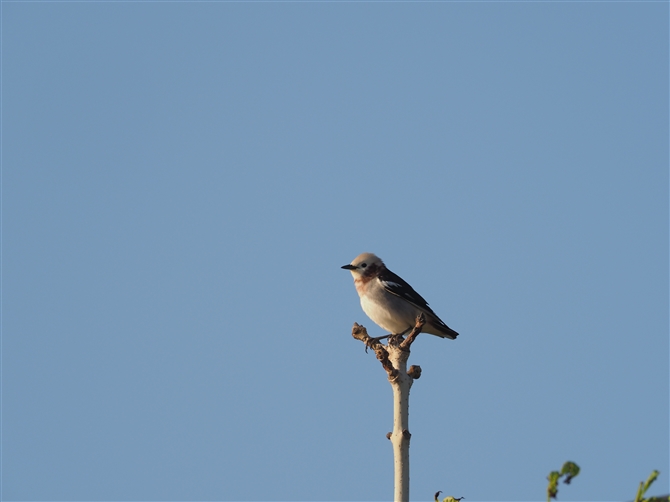 RNh,Chestnut-cheeked Starling
