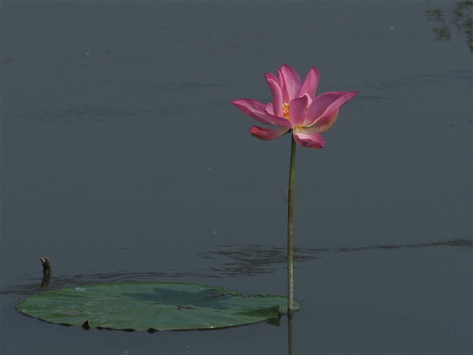@̉,a lotus flower