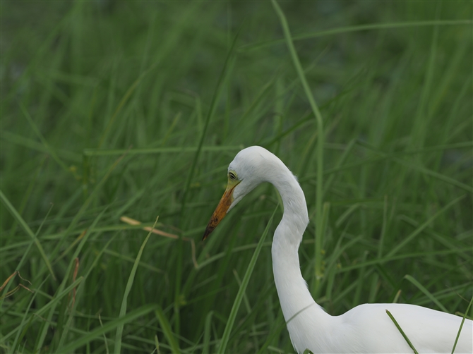`E_CTM,Eastern Great Egret
