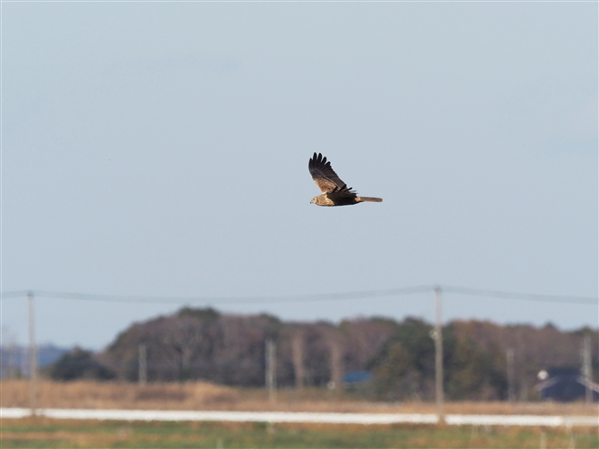 `Eq,Eastern Marsh Harrier