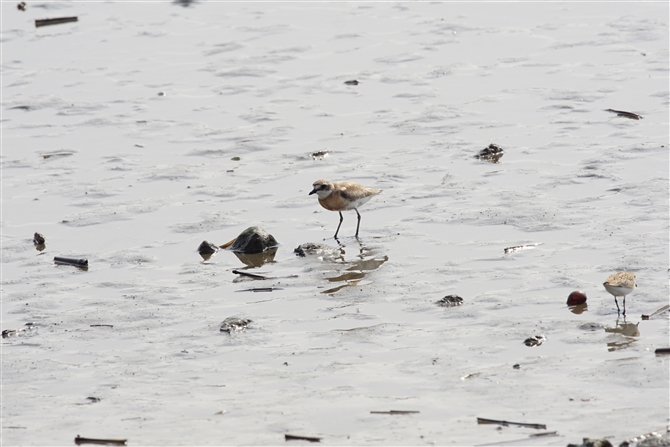 II_C`h,Greater Sand Plover
