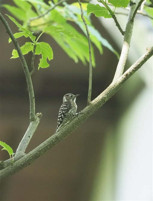 RQ,Japanese Pigmy Woodpecker