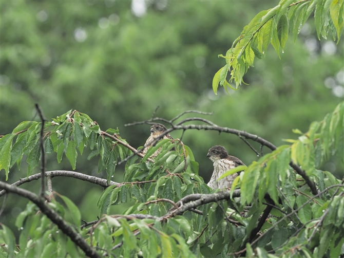 c~,Japanese Sparrowhawk