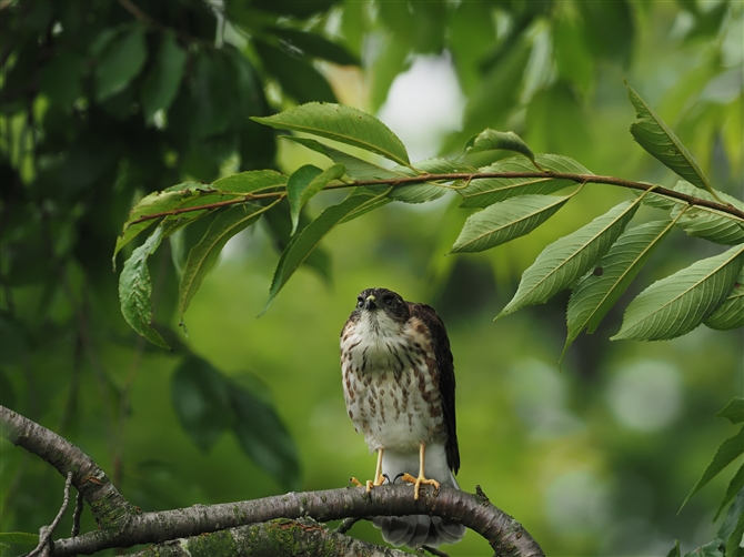 c~,Japanese Sparrowhawk