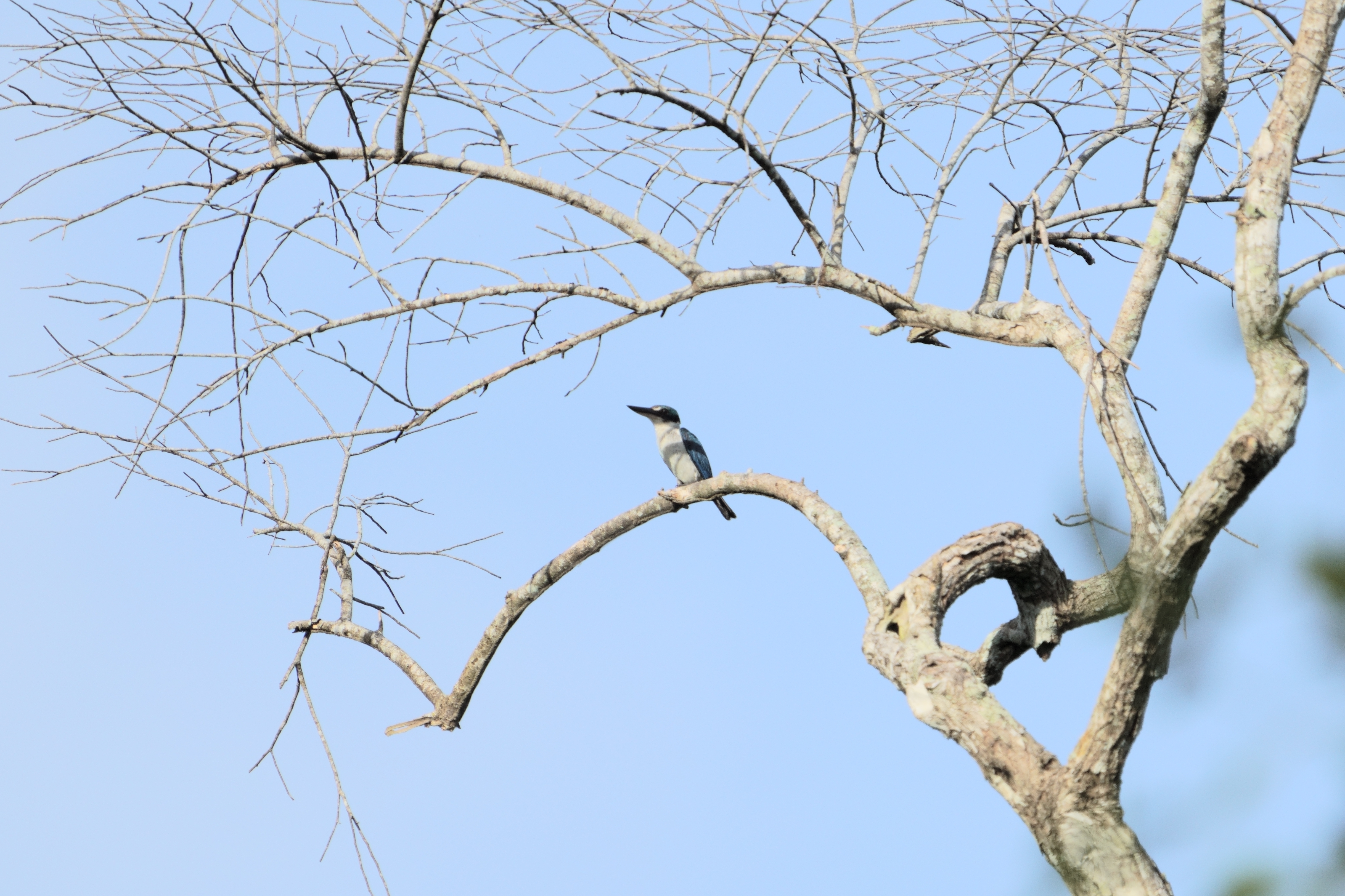 iEVEr,Collared Kingfisher