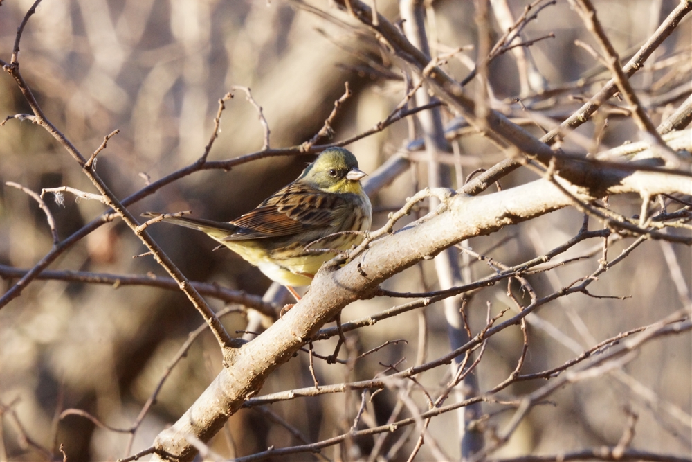 black-faced bunting