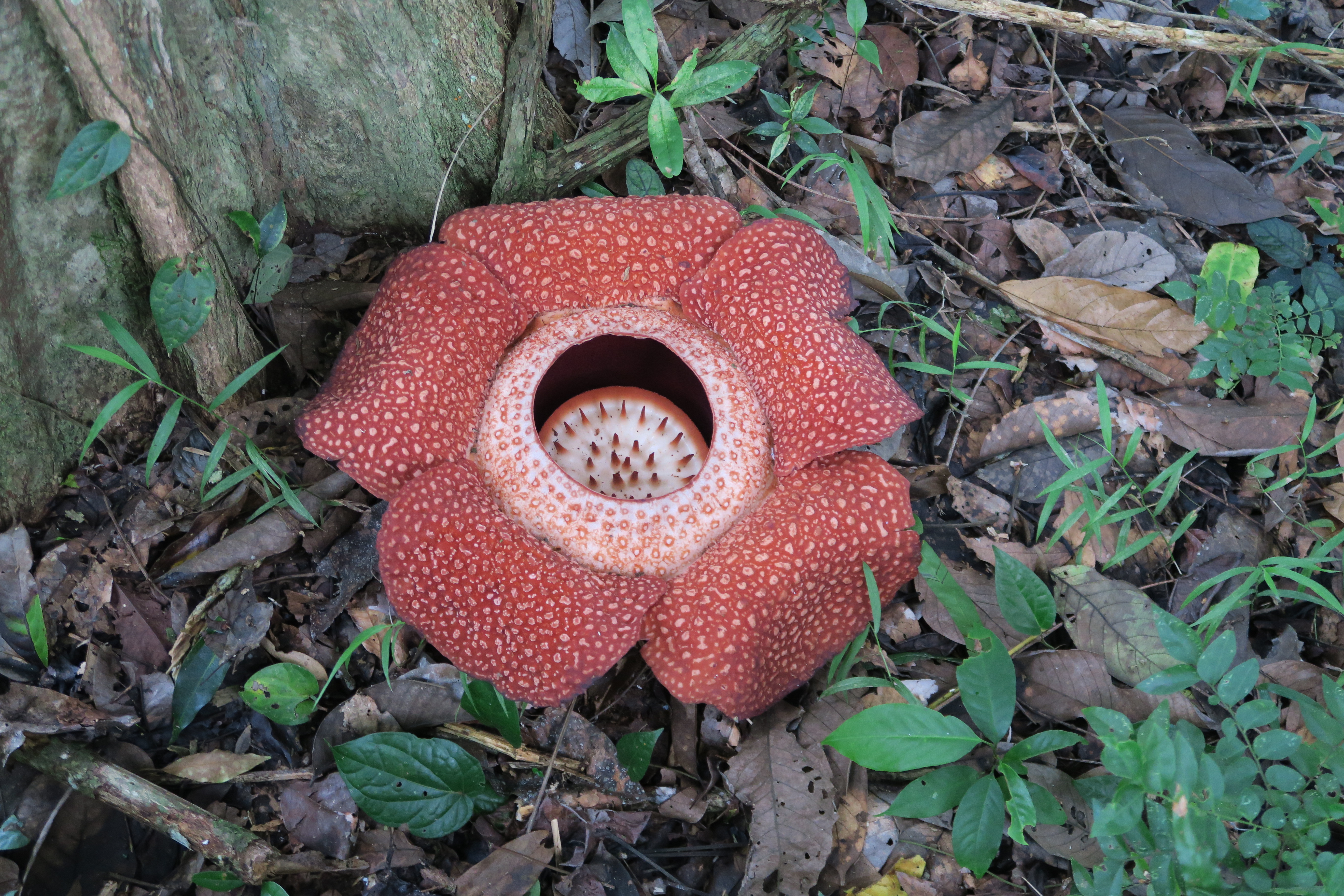 tVA,Rafflesia