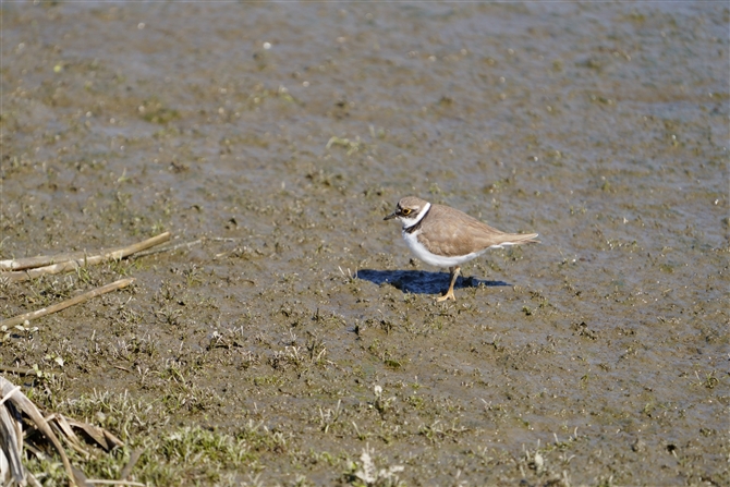 CJ`h,Long-billed Plover